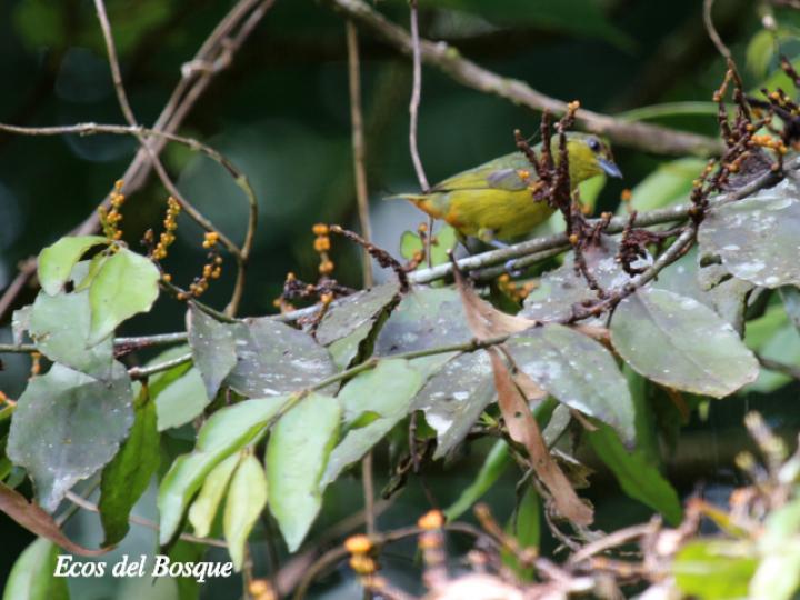 Phoradendron burgeri (Matapalo)
