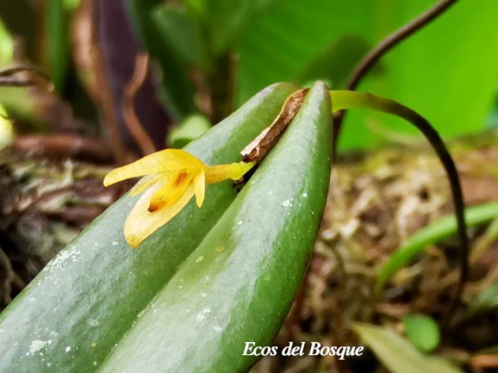 Pleurothallis discoidea