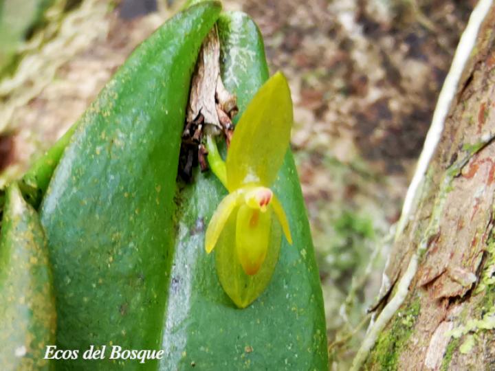 Pleurothallis discoidea