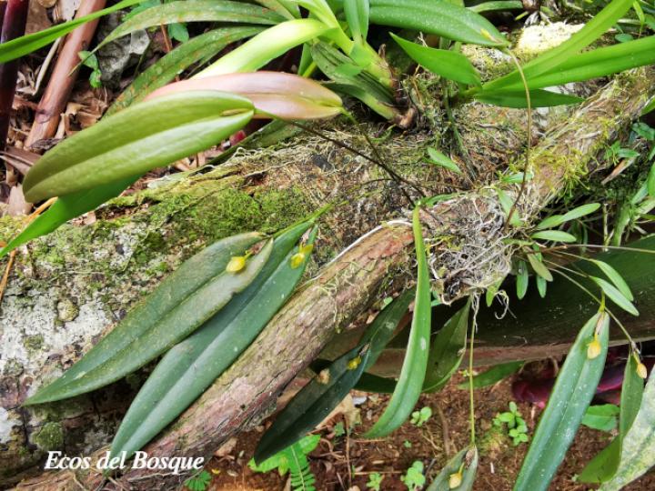 Pleurothallis discoidea