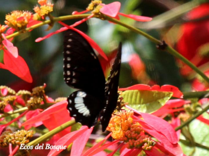Pterourus birchallii bryki (Cola de golondrina verde lavado)