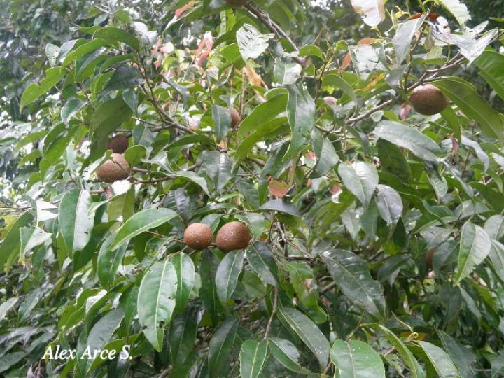 Sacoglottis trichogyna (Titor)