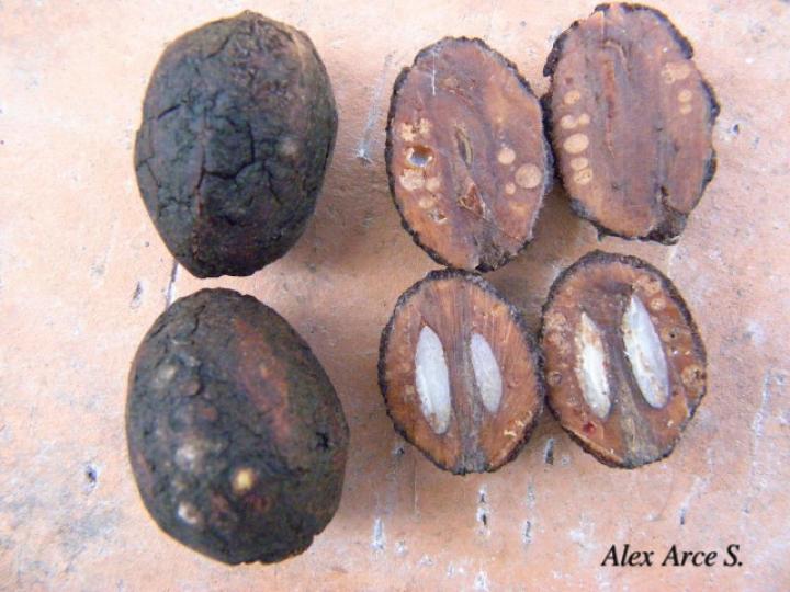 Sacoglottis trichogyna (Titor)