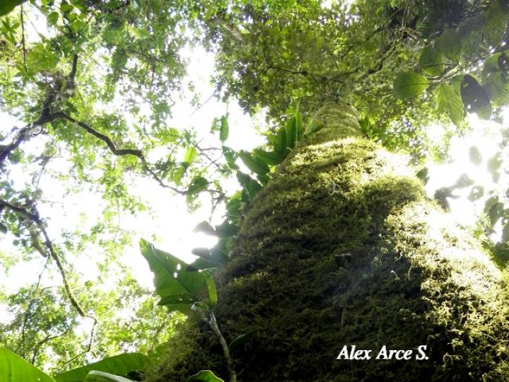 Sacoglottis trichogyna (Titor)