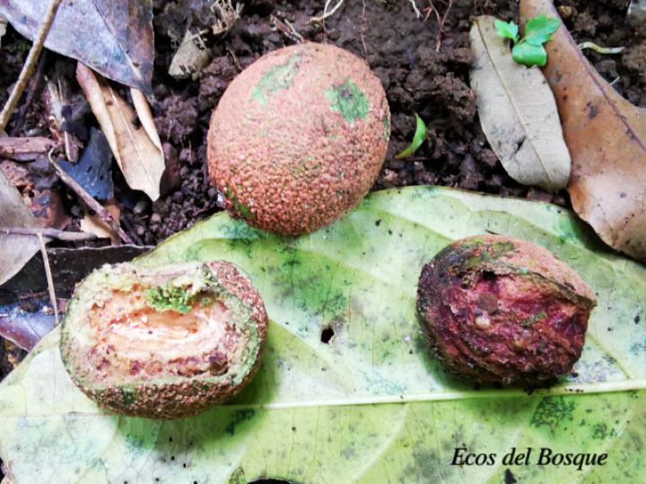 Sacoglottis trichogyna (Titor)