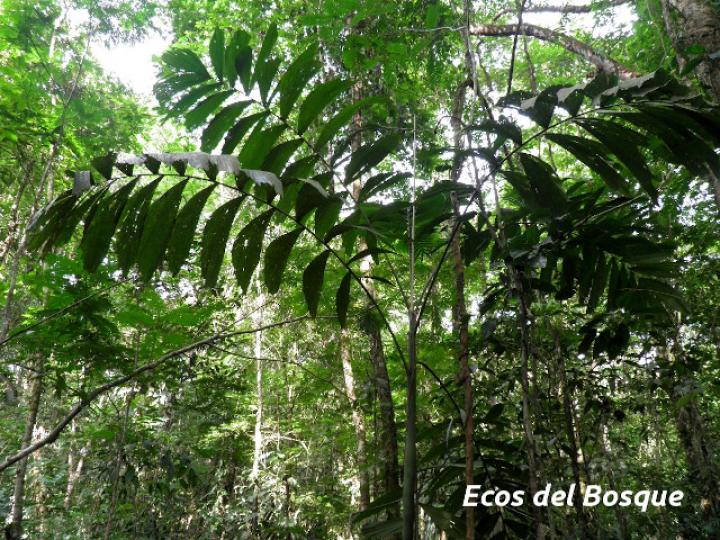 Socratea exorrhiza (Palmito amargo)