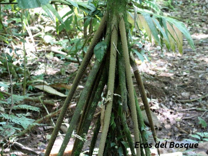 Socratea exorrhiza (Palmito amargo)