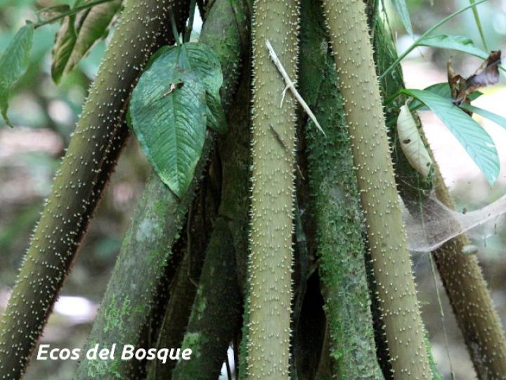 Socratea exorrhiza (Palmito amargo)