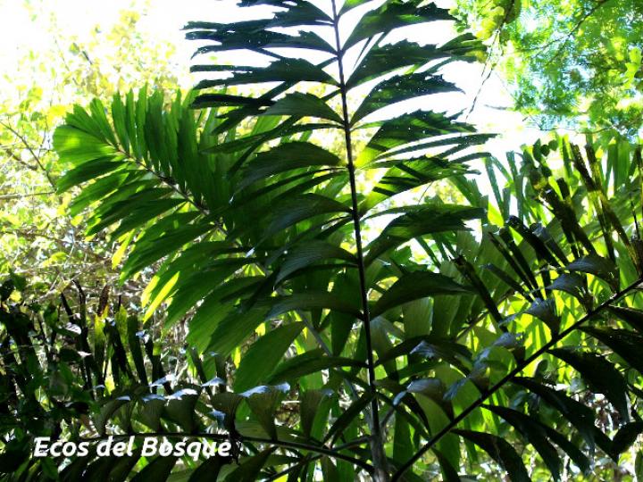 Socratea exorrhiza (Palmito amargo)