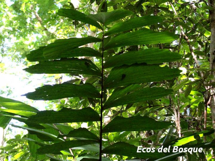 Socratea exorrhiza (Palmito amargo)