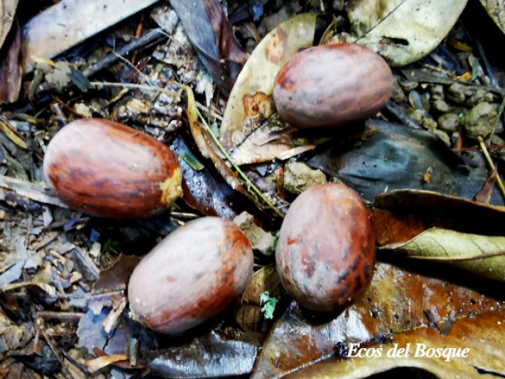 Socratea exorrhiza (Palmito amargo)