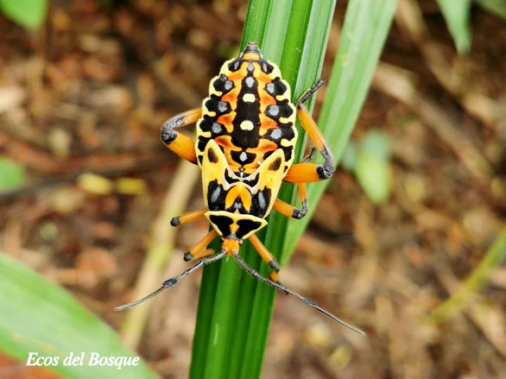 Thasus acutangulus, ninfa
