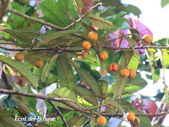 Virola koschnyi (Fruta dorada)