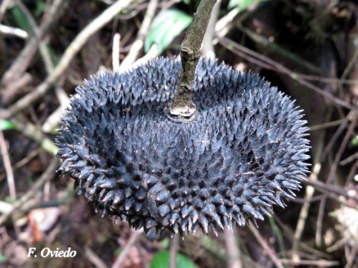 Apeiba membranacea (Peine de mico)