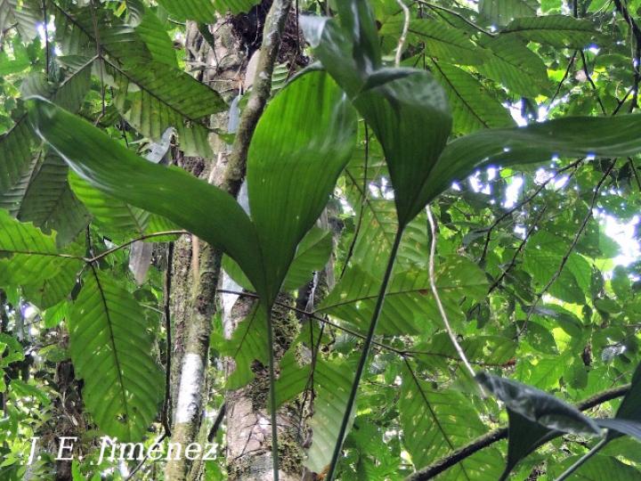 Asplundia utilis (Cola de gallo)