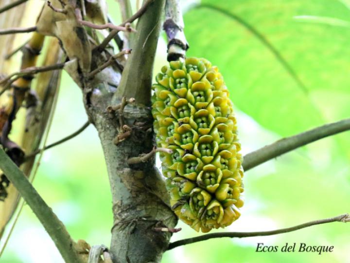 Asplundia utilis (Cola de gallo)