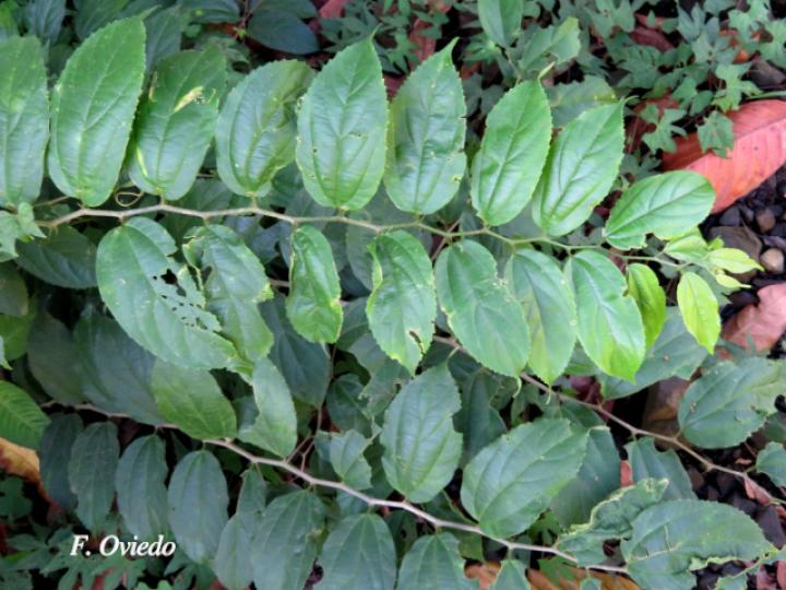 Celtis iguanaea (Cagalera)