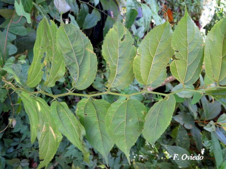 Celtis iguanaea (Cagalera)