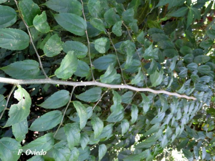 Celtis iguanaea (Cagalera)