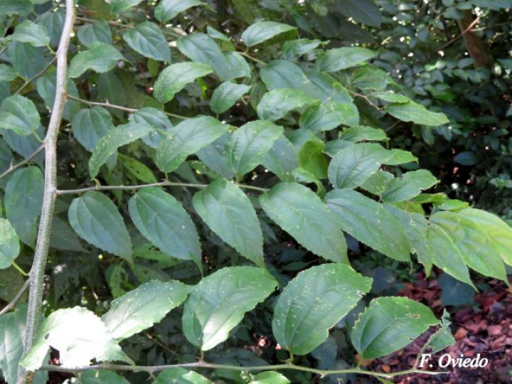 Celtis iguanaea (Cagalera)