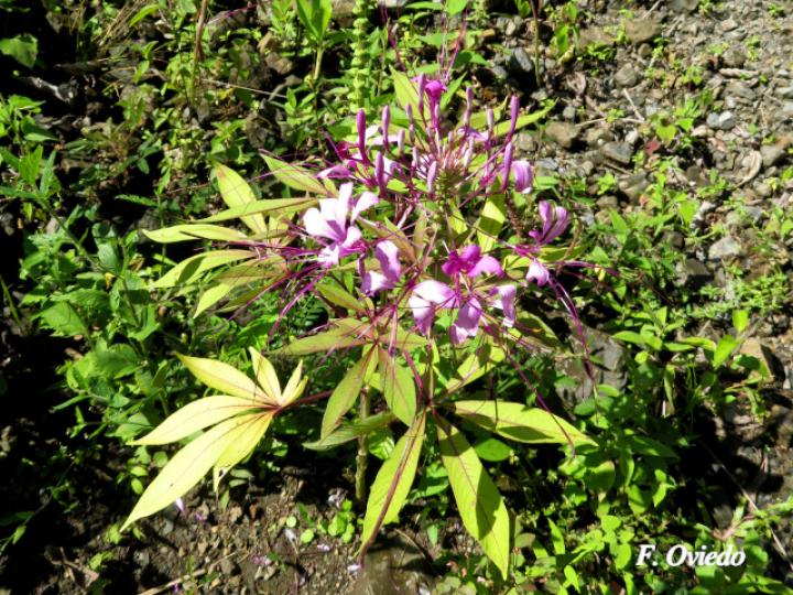 Cleome speciosa (Alelí, Pata de gallo)