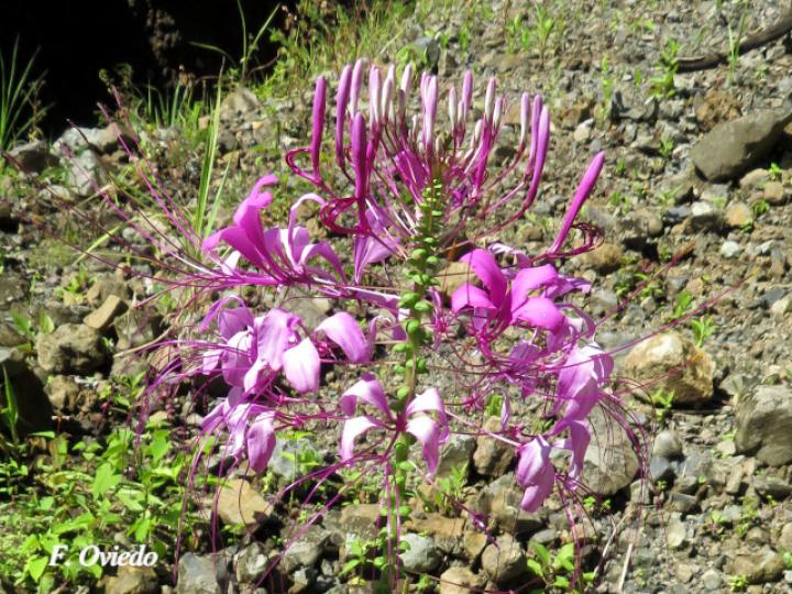 Cleome speciosa (Alelí, Pata de gallo)