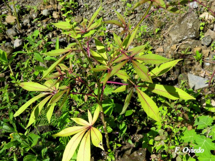 Cleome speciosa (Alelí, Pata de gallo)