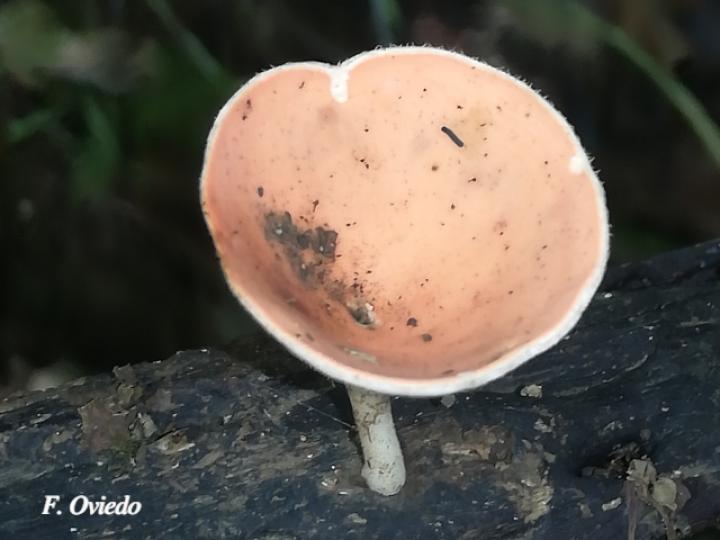 Cookeina speciosa (Copitas)