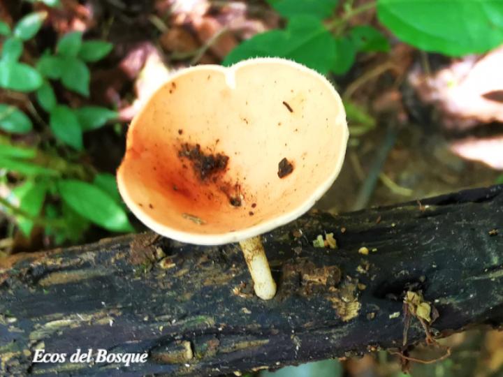 Cookeina speciosa (Copitas)