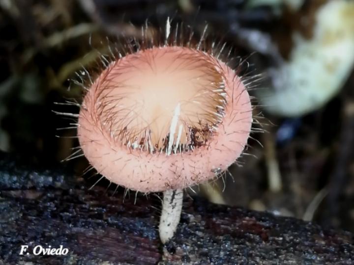 Cookeina tricholoma (Copitas peludas)