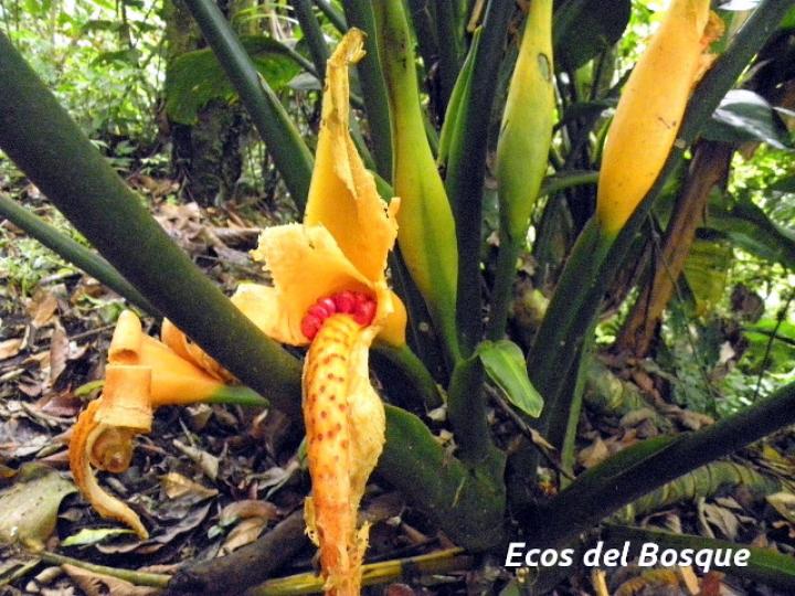 Dieffenbachia nitidipetiolata (Sainillo)