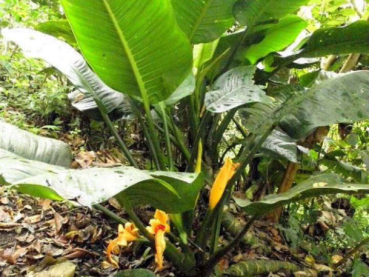 Dieffenbachia nitidipetiolata (Sainillo)