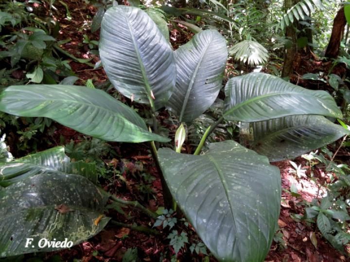 Dieffenbachia nitidipetiolata (Sainillo)