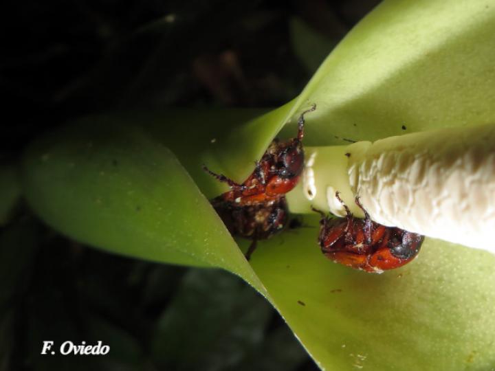 Dieffenbachia nitidipetiolata (Sainillo)