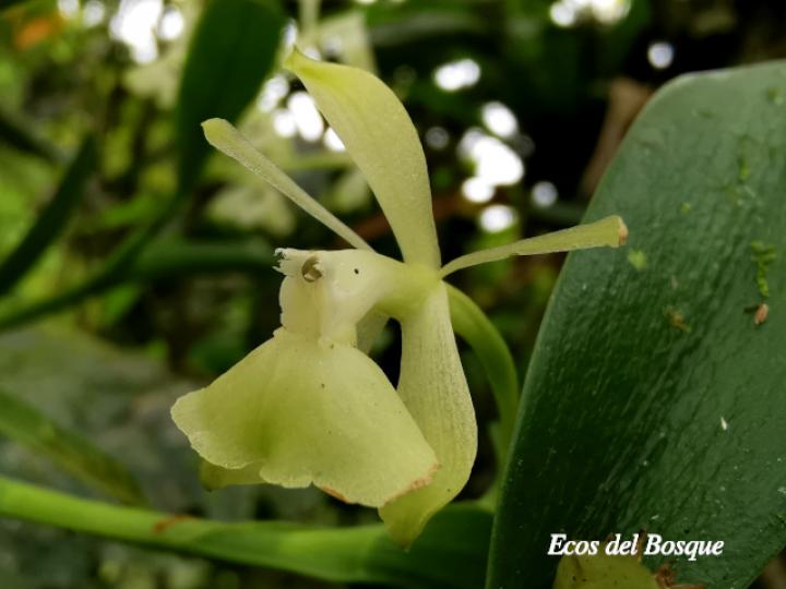 Epidendrum trialatum