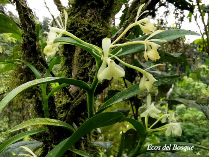 Epidendrum trialatum
