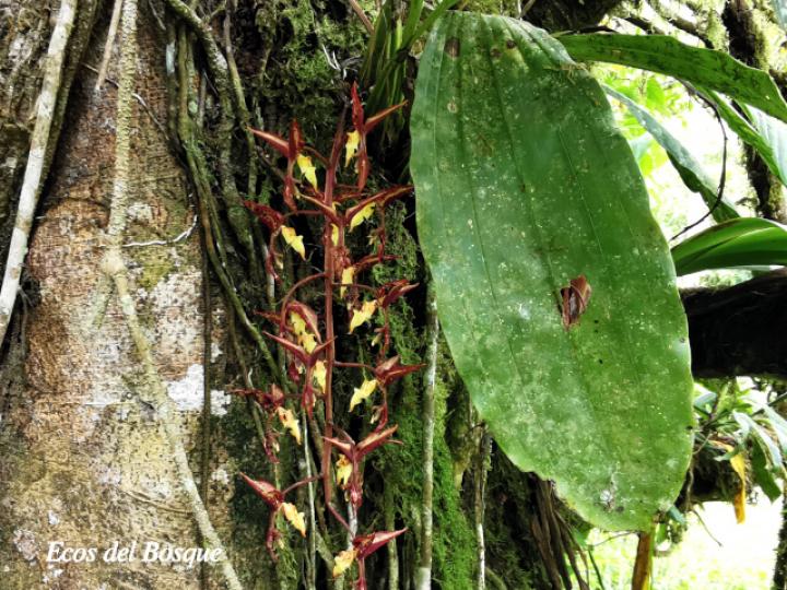 Gongora leucochila