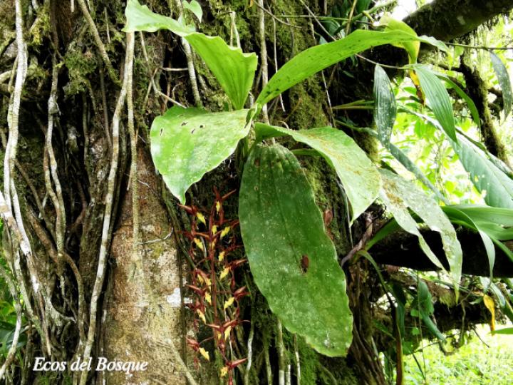 Gongora leucochila