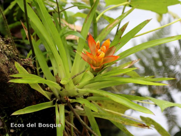 Guzmania lingulata