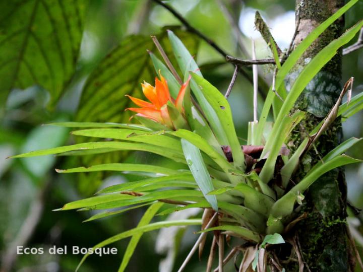Guzmania lingulata