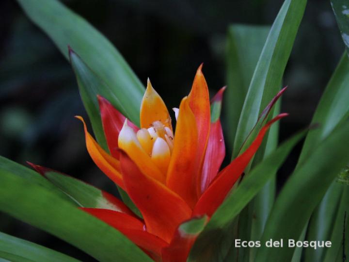 Guzmania lingulata
