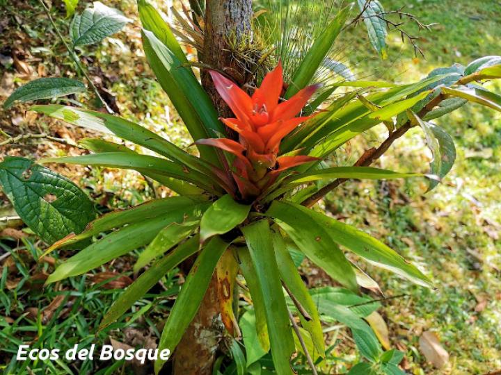 Guzmania lingulata