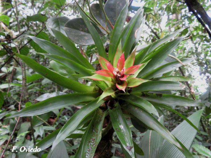 Guzmania lingulata