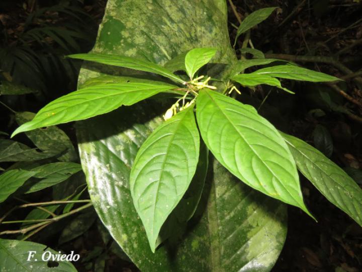 Hamelia axillaris