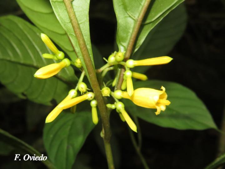 Hamelia axillaris