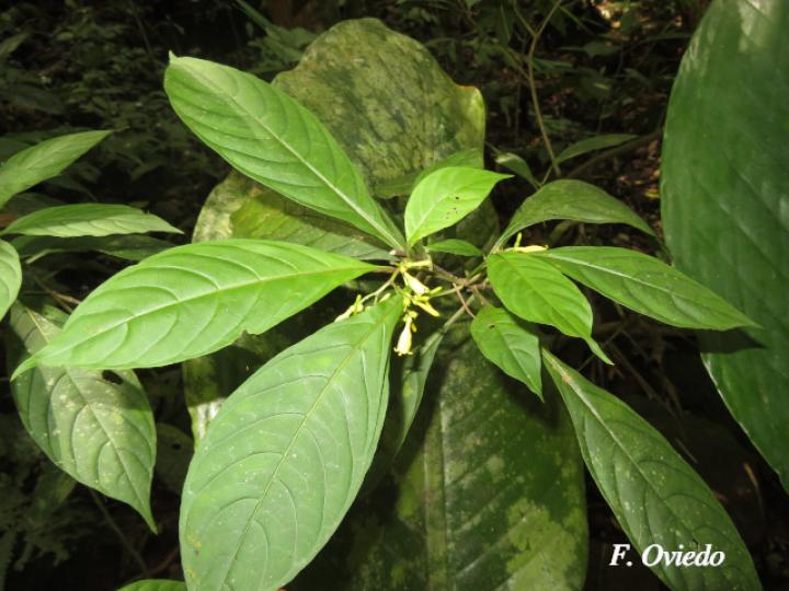 Hamelia axillaris