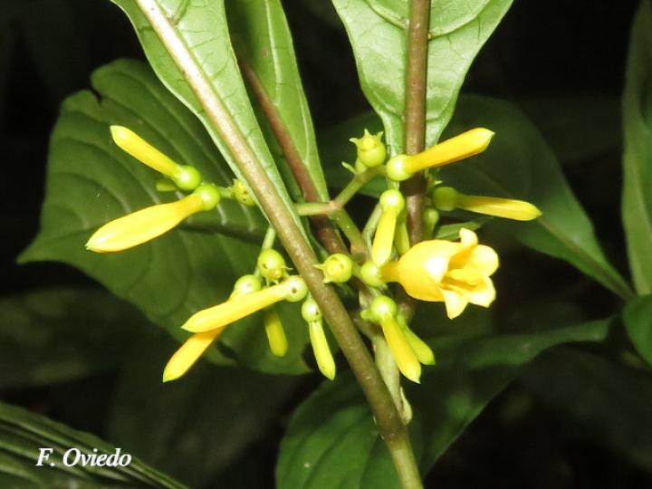 Hamelia axillaris