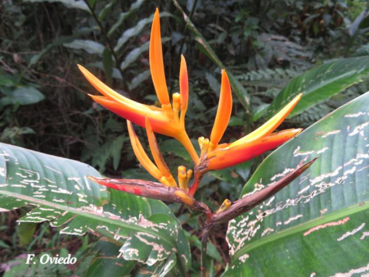Heliconia  marginata X psittacorum