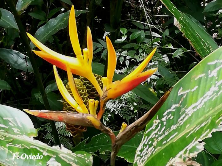 Heliconia  marginata X psittacorum