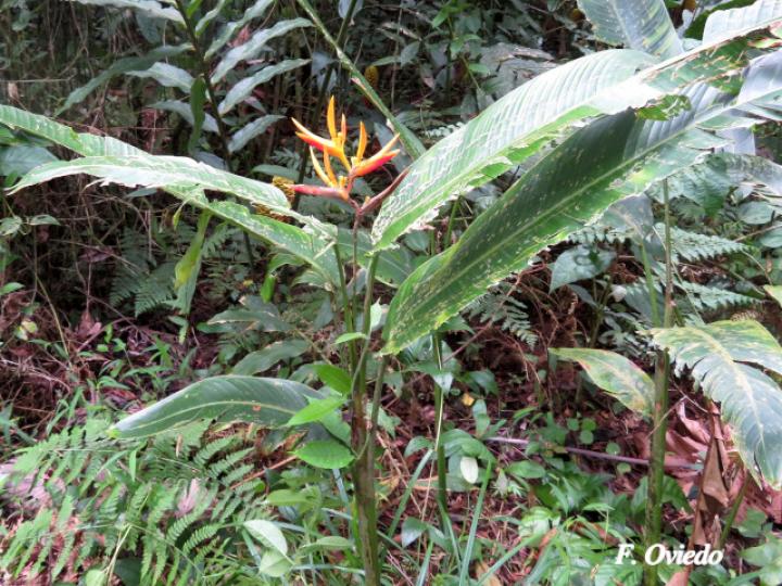 Heliconia  marginata X psittacorum